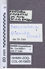 Etikette zu Mesembria flavidus (NHMW-ZOO-COL-0010603)